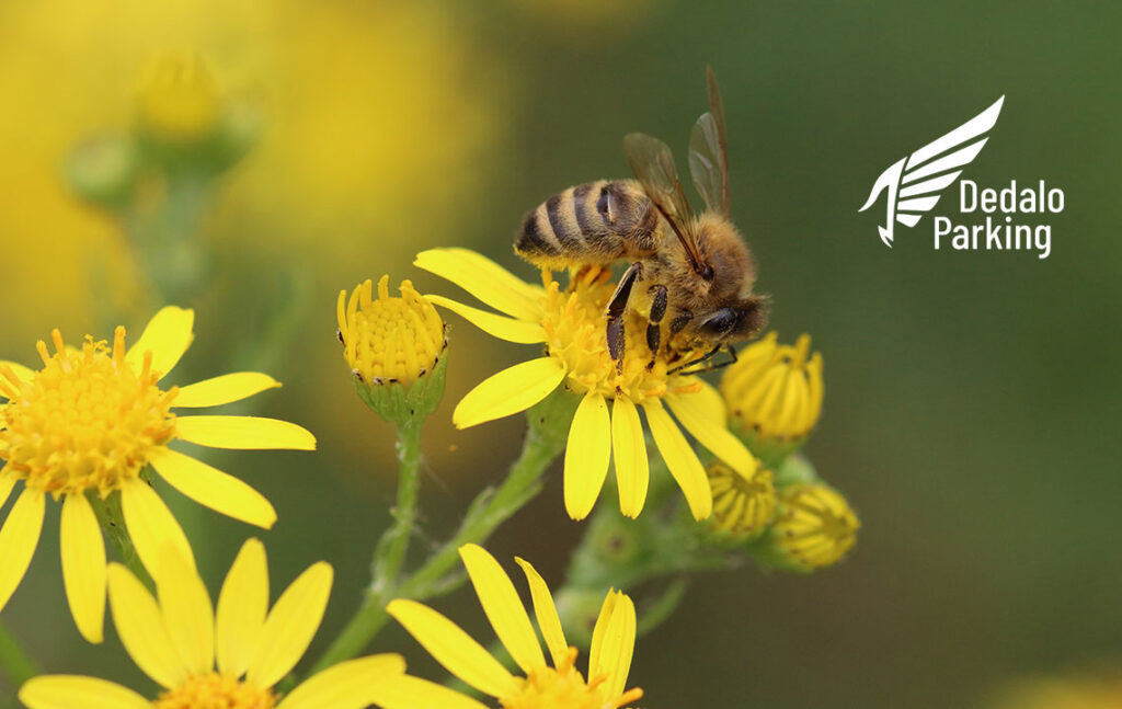 Dedalo-Parking-amplia-il-parcheggio-a-Malpensa